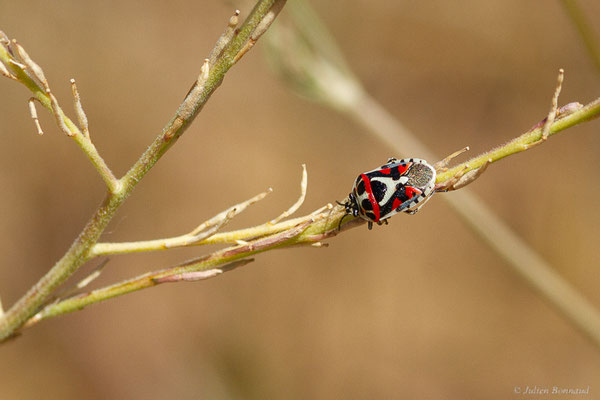 Punaise rouge du chou, ou Punaise ornée — Eurydema ornata (Linnaeus, 1758), (Castille-et-León, Espagne, le 04/07/2022)