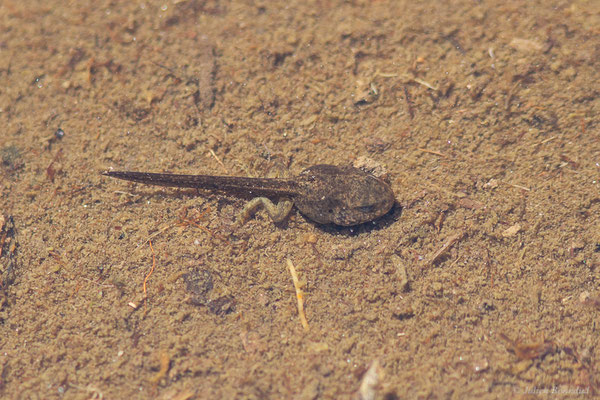 Grenouille rousse — Rana temporaria Linnaeus, 1758