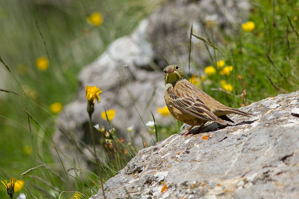 Bruant ortolan — Emberiza hortulana Linnaeus, 1758, (mâle adulte) (Col du Pourtalet, Laruns (64), France, le 22/06/2019)