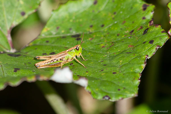 Criquet palustre – Pseudochorthippus montanus (Charpentier, 1825), (Station de ski de Gourette, Eaux-Bonnes (64), France, le 15/08/2022)