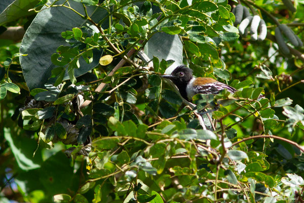 Batara huppé — Sakesphorus canadensis (Linnaeus, 1766), (Mana, Guyane, le 19/08/2016)