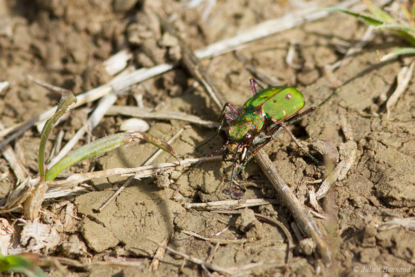 Cicindèle champêtre (Cicindela campestris) (Pihourc, Saint-Godens (31), France, le 17/04/2019)