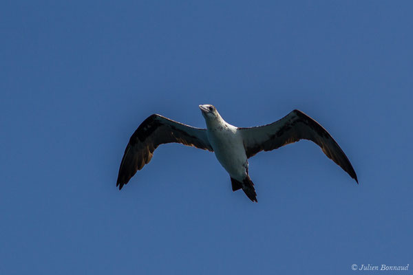 Fou de Bassan – Morus bassanus (Linnaeus, 1758), (Sagres (Vila do Bispo), (Algarve), Portugal, le 31/08/2018)