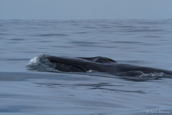 Rorqual commun – Balaenoptera physalus (Linnaeus, 1758), (Sagres (Vila do Bispo), Algarve (Portugal), le 31/08/2018)