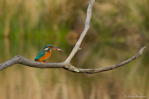 Martin-pêcheur d'Europe (Alcedo atthis) (réserve ornithologique du Teich (33), France, le 24/01/2018)
