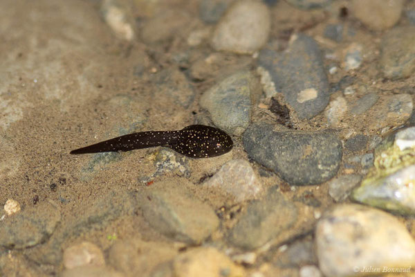 Grenouille des Pyrénées — Rana pyrenaica Serra-Cobo, 1993