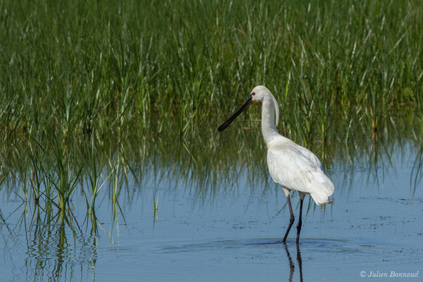 Spatule blanche — Platalea leucorodia Linnaeus, 1758, (adulte) (Braud-et-Saint-Louis (33), France, le 20/06/2018)