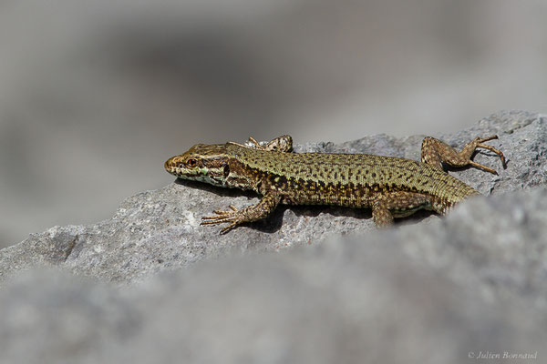 Lézard des murailles — Podarcis muralis (Laurenti, 1768), (Lescun (64), France, le 29/05/2023)