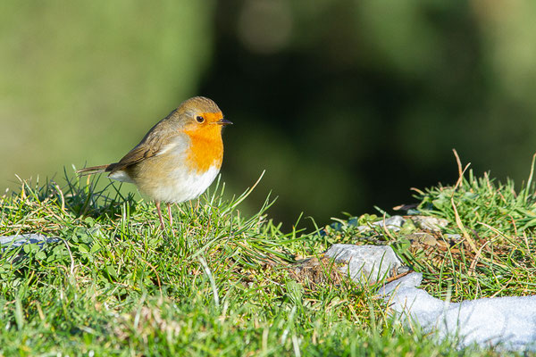 Rougegorge familier — Erithacus rubecula (Linnaeus, 1758), (Station de ski de La Pierre Saint-Martin, Arette, (64), France, le 05/11/2022)