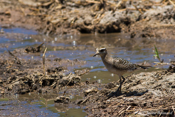 Pluvier bronzé – Pluvialis dominica (Müller, PLS, 1776), (adulte, plumage internuptial) (Marais Leblond, Cayenne, Guyane, le 26/09/2016)