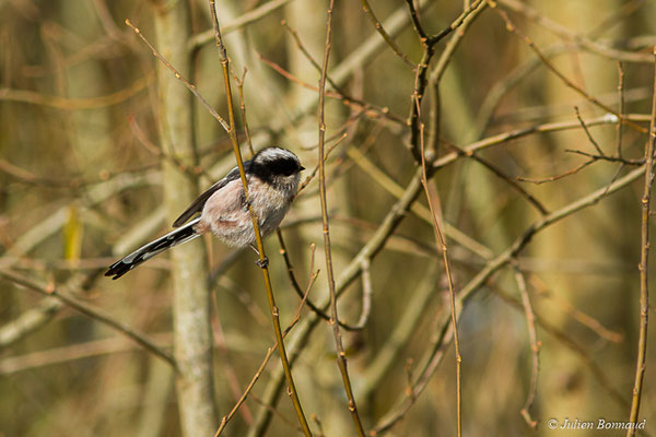 Orite à longue queue — Aegithalos caudatus (Linnaeus, 1758), (Pontivy (56), France, le 02/12/2017)