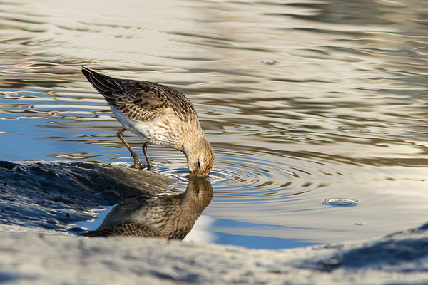 Bécasseau variable — Calidris alpina (Linnaeus, 1758), (Andernos-les-Bains (33), France, le 10/12/2022)