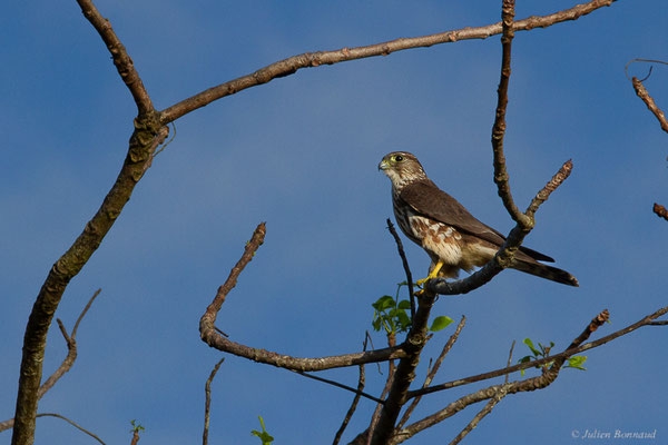 Faucon émerillon — Falco columbarius Linnaeus, 1758, (Route de Guatémala, Guyane le 04/12/2016)