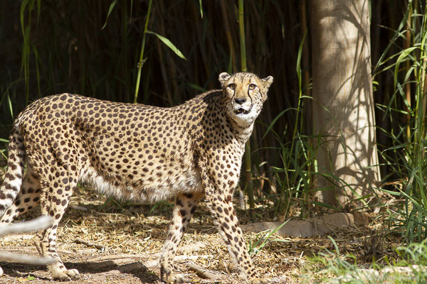 Guépard — Acinonyx jubatus (Schreber, 1775), (Oasis Park, Fuerteventura, (Iles Canaries, Espagne), le 16/02/2022)