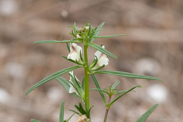 Muflier a grand calice, Muflier calicinal — Misopates calycinum Rothm., 1956, (Casablanca (Casablanca-Settat), Maroc, le 23/03/2024)