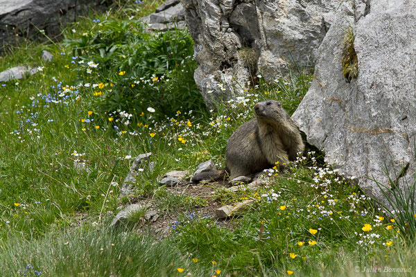 Marmotte des Alpes, Marmotte — Marmotta marmotta (Linnaeus, 1758)