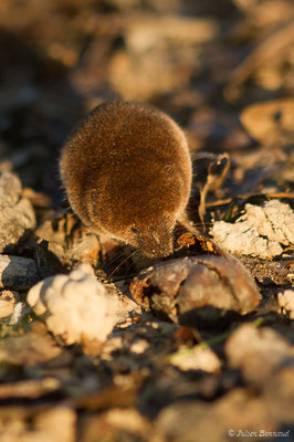 Musaraigne pygmée — Sorex minutus Linnaeus, 1766