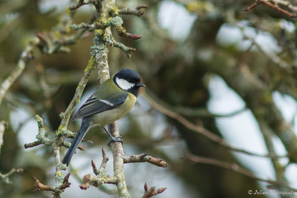 Mésange charbonnière — Parus major Linnaeus, 1758,  (adulte) (Pontivy (56), France, le 11/02/2018)