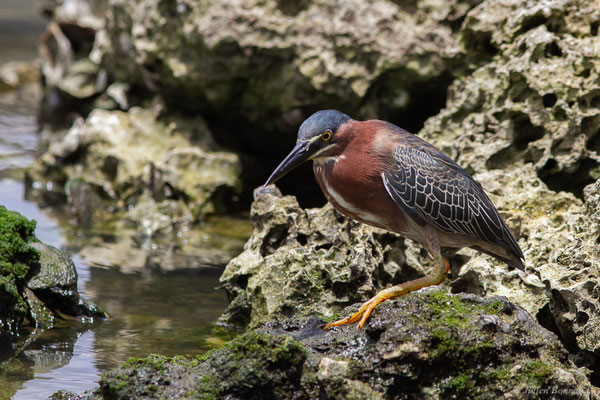 Héron vert — Butorides virescens (Linnaeus, 1758), (adulte) (Baie Mahault, Guadeloupe, le 17/05/2016)