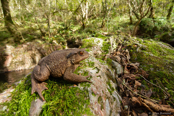 Crapaud épineux — Bufo spinosus (Daudin, 1803), (Mendive (64), France, le 24/10/2022)