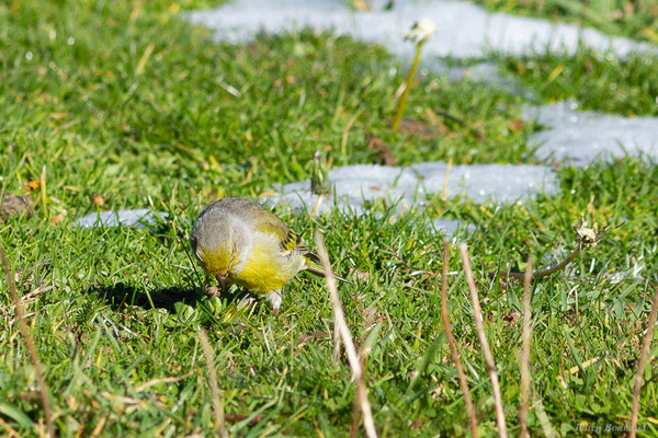Venturon montagnard — Carduelis citrinella (Pallas, 1764), (Station de ski de La Pierre Saint-Martin, Arette, (64), France, le 06/11/2022)