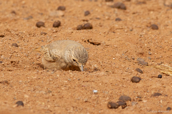Ammomane élégante — Ammomanes cinctura (Gould, 1839), (Parc national d'Iriqui (Souss-Massa-Draâ, Guelmim-Es Semara), Maroc, le 12/02/2023)