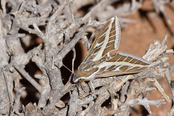 Sphinx livournien — Hyles livornica (Esper, 1780), (Msseyed (Guelmim-Oued Noun), Maroc, le 30/01/2024)