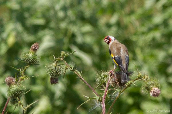 Chardonneret élégant — Carduelis carduelis (Linnaeus, 1758), (Saint-Sorlin-de-Cognac (17), France, le 21/06/2018)