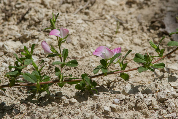 Bugrane épineuse, Arrête-boeuf — Ononis spinosa L., 1753