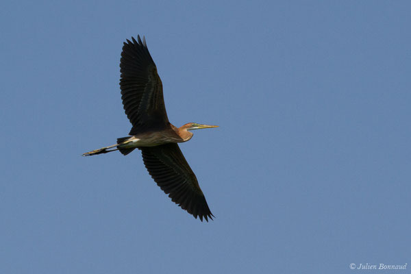 Héron pourpré — Ardea purpurea Linnaeus, 1766, (Ria Formosa (Faro), (Algarve), Portugal, le 01/09/2018)