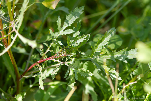 Volutaire — Volutaria crupinoides (Desf.) Maire, (Tata (Souss-Massa), Maroc, le 08/02/2023)
