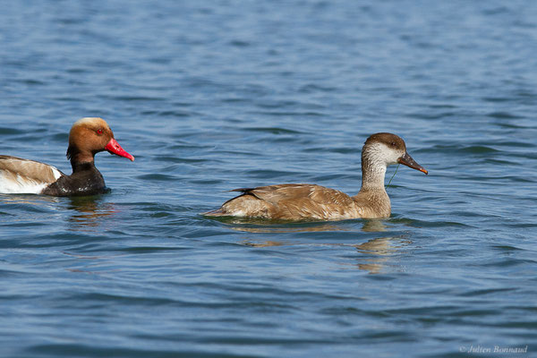 Nette rousse — Netta rufina (Pallas, 1773), (Parc Naturel du Delta de l'Ebre (Catalogne), Espagne, le 05/06/2022)