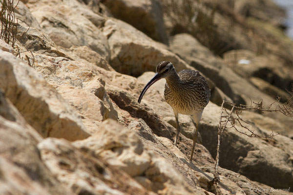 Courlis corlieu — Numenius phaeopus (Linnaeus, 1758), (Lagos (Faro), (Algarve), Portugal, le 30/08/2018)