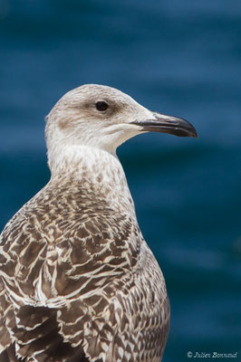 Goéland leucophée — Larus michahellis Naumann, JF, 1840, (Sagres (Vila do Bispo), Algarve (Portugal), le 29/08/2018)