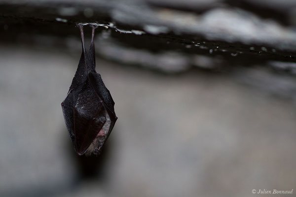Petit rhinolophe — Rhinolophus hipposideros (Borkhausen, 1797)