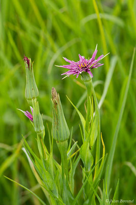 Salsifis à feuilles de poireau — Tragopogon porrifolius L., 1753, (Braud-et-Saint-Louis (33), France, le 09/05/2019)