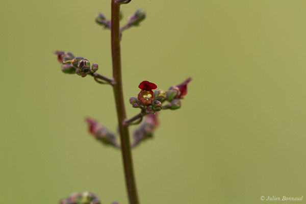 Scrofulaire des chiens — Scrophularia canina L., 1753, (Monein (64), France, le 02/06/2020)