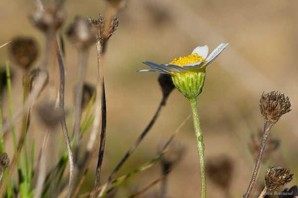 Anthémis maritime — Anthemis maritima L., 1753, (Anglet (64), France, le 10/10/2023)