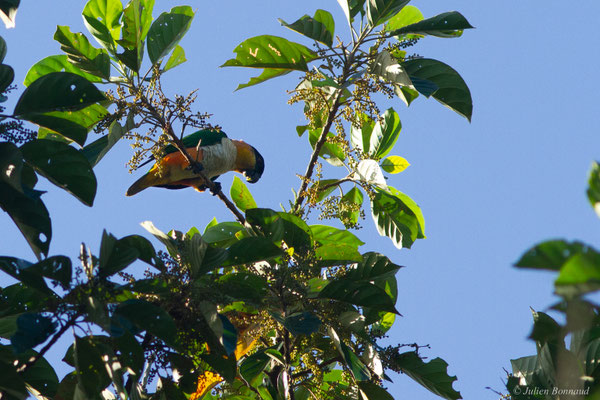 Caïque maïpouri — Pionites melanocephalus (Linnaeus, 1758), (sentier du Rorota, Remire-Montjoly, Guyane, le 17/07/2016)