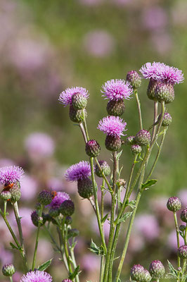 Cirse des champs ou Chardon des champs — Cirsium arvense (L.) Scop., 1772