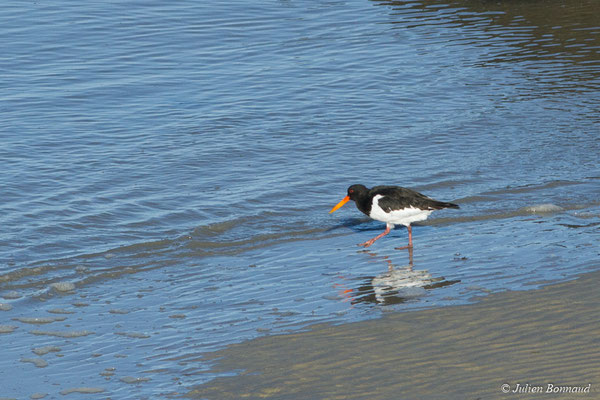 Huîtrier pie — Haematopus ostralegus Linnaeus, 1758, (Baie de Saint-Brieuc, Hillion (22), France, le 11/01/2018)