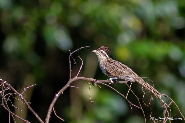 Géocoucou tacheté — Tapera naevia (Linnaeus, 1766), (adulte), (Station lagunage du larivot, Guyane, le 07/05/2016)