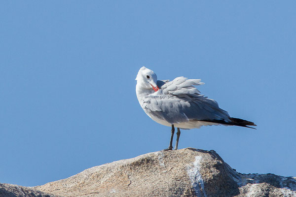 Goéland d'Audouin — Ichthyaetus audouinii (Payraudeau, 1826), (Belvédère-Campomoro (2A), France, le 04/09/2019)