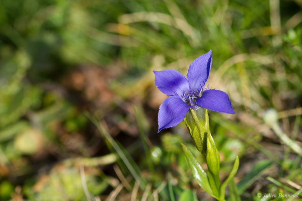 Gentiane ciliée — Gentianopsis ciliata (L.) Ma, 1951, (Station de ski de Gourette, Euax-Bonnes (64), France le 11/08/2021)