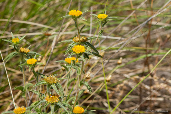 Astérolide épineuse — Pallenis spinosa (L.) Cass., 1825, (Lérida (Catalogne), Espagne, le 07/06/2022)