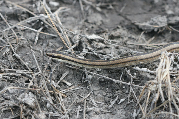 Lygophide rayé — Lygophis lineatus (Linnaeus, 1758), (Centre Spatial Guyanais, Kourou, Guyane, le 07/05/2014) 