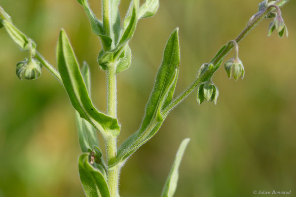 Cynoglosse de Crète — Cynoglossum creticum Mill., 1768, (Mireval (34), France, le 02/05/2025)