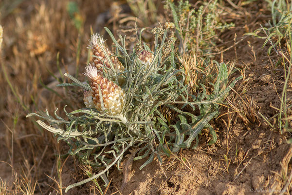 Rhapontic conifère — Rhaponticum coniferum (L.) Greuter, 2003, (Bardenas Real, Arguedas (Aragon), Espagne, le 08/06/2022)