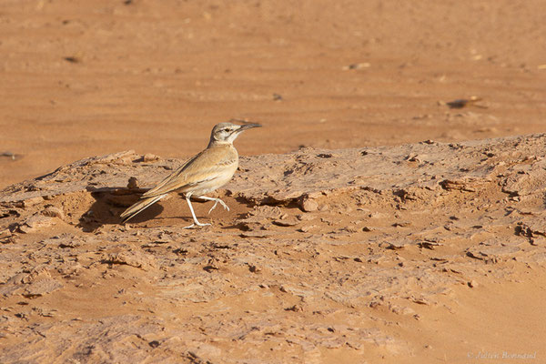 Sirli du désert — Alaemon alaudipes (Desfontaines, 1789), (Parc national d'Iriqui (Souss-Massa-Draâ, Guelmim-Es Semara), Maroc, le 12/02/2023)
