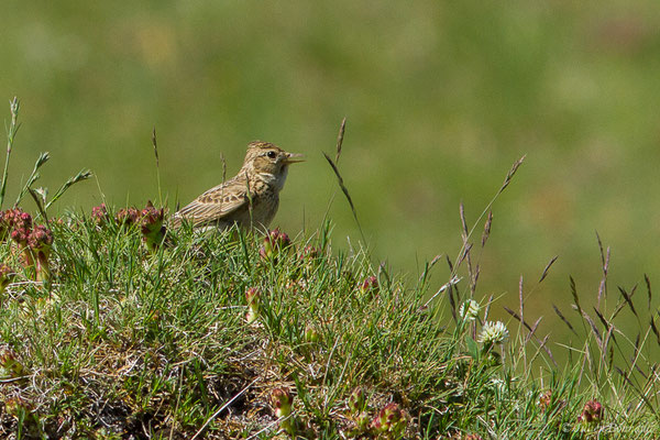 Alouette des champs — Alauda arvensis Linnaeus, 1758, (mâle adulte) (Col de Peyrelue, Vallée d'Ossau (64), France, le 22/06/2019)